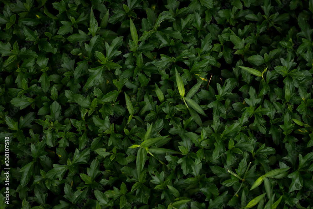 Green leaves texture top view background. Full frame of tropical dark green leaf tone.