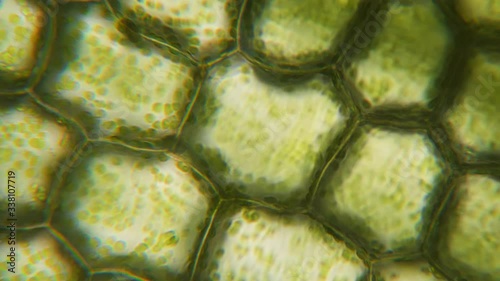 Chloroplast under a microscope. Cell division. Cell structure. Cell division. View of leaf surface showing plant cells under microscope. Virus infection. Green plant cells under microscope. GMO. DNA. photo