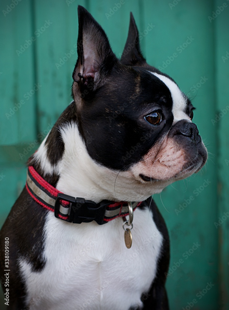 boston terrier portrait