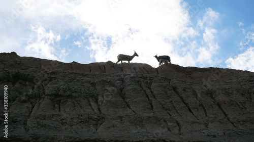 Goats on the mountain