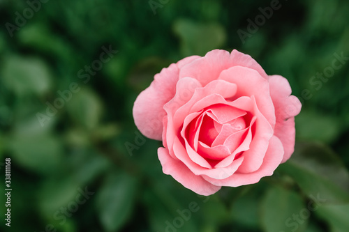 One blossoming pink rose on a background of green grass and leaves. A delicate flower can be used as an independent picture or as an example of a certain plant variety.