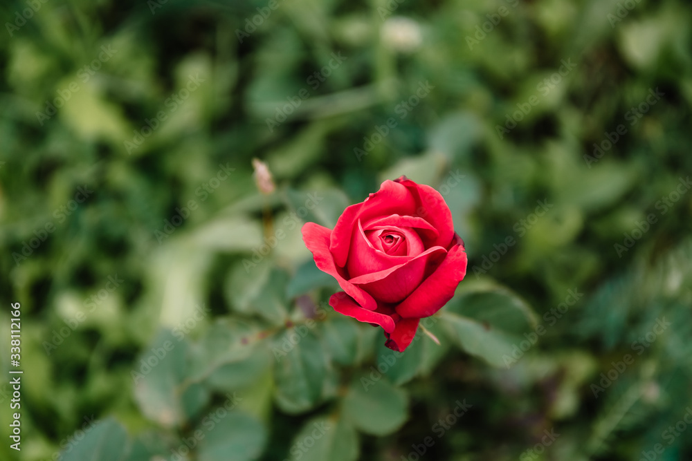 One blossoming red rose on a background of green grass and leaves. A delicate flower can be used as an independent picture or as an example of a certain plant variety. One blossoming red rose on a background of green grass and leaves. A delicate flower can be used as an independent picture or as an example of a certain plant variety.