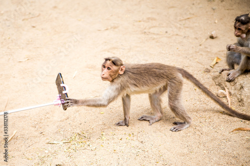Monkey trying to use a cellphone