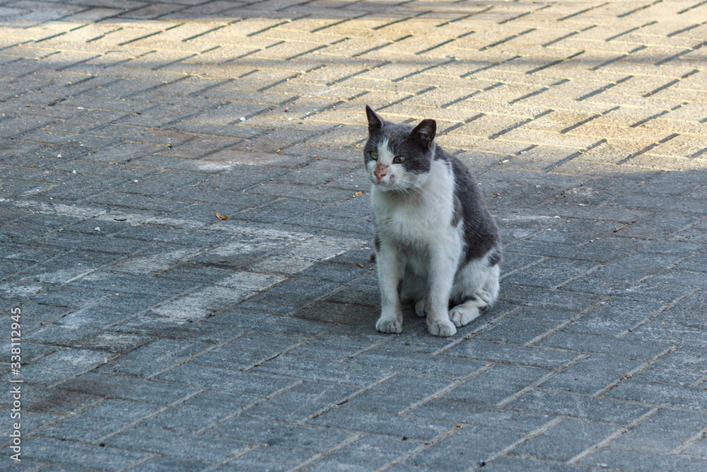 White and gray cat sitting on the sidewalk
