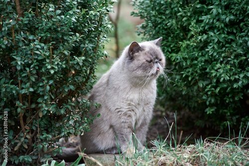 white cat exot sitting in green bushes