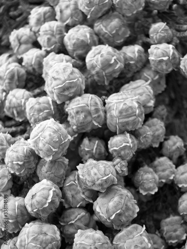 Little balls repetition of coniferous tree close up with details of the exterior skins. Selected focus in a black and white vertical photography