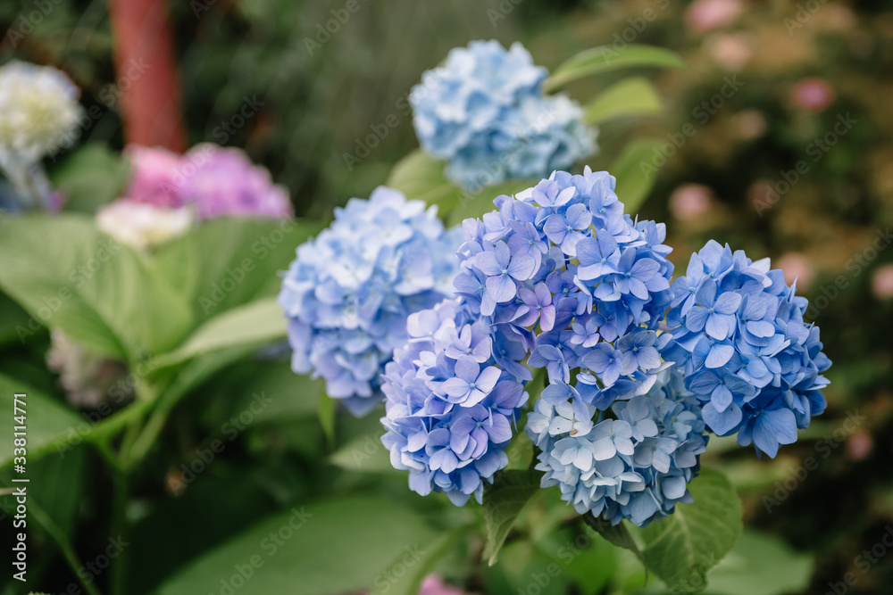 Blue hydrangea macrophylla flower in a garden. A lush bush adorns the garden with its beautiful flowers bud. Blue hydrangea macrophylla flower in a garden. A lush bush adorns the garden with its beautiful flowers bud.