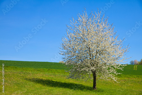 a single blooming apple tree on a meadow