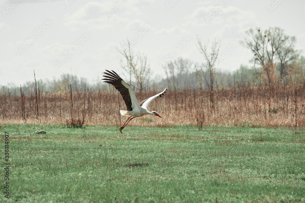 Fototapeta premium dult stork flies over an empty field, village