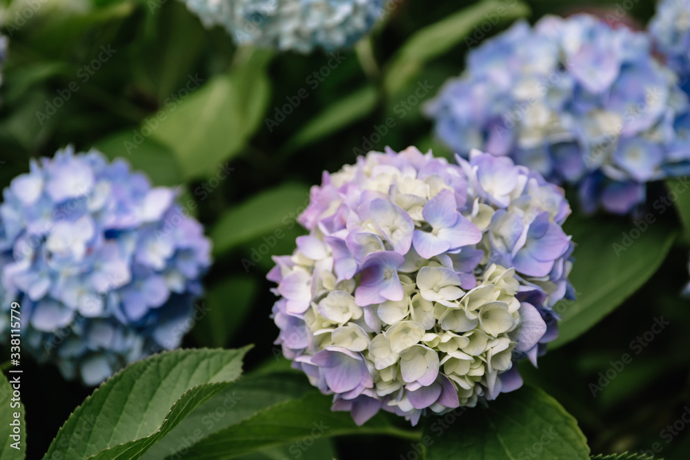 Blue hydrangea macrophylla flower in a garden. A lush bush adorns the garden with its beautiful flowers bud. Blue hydrangea macrophylla flower in a garden. A lush bush adorns the garden with its beautiful flowers bud.