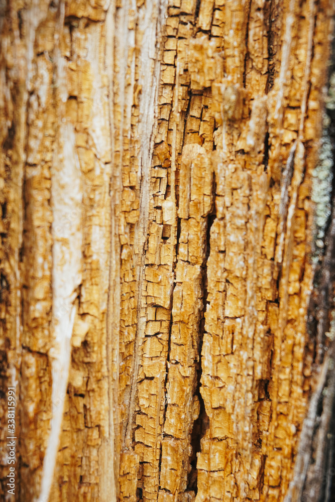 Obraz premium Beautiful wood texture. The natural texture. Organic texture. Natural background 