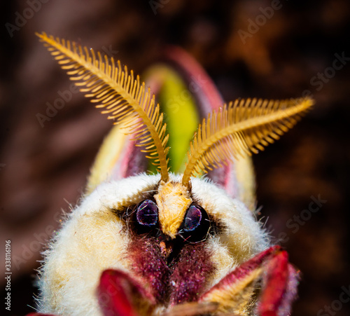Luna Moth Emerging From Cacoon