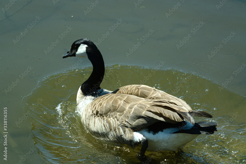 Obraz premium Wildgans