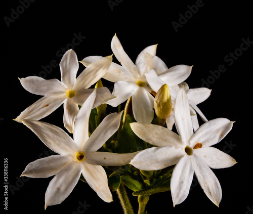 White Bundle of flowers on a black background