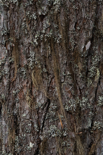 Fototapeta Naklejka Na Ścianę i Meble -  Macrophotography. Moss and lichen.