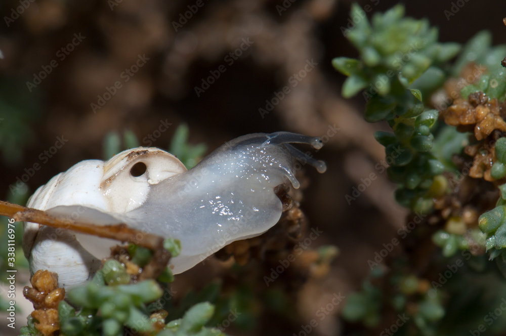 Obraz premium White garden snail Theba pisana in Tindaya. La Oliva. Fuerteventura. Canary Islands. Spain.