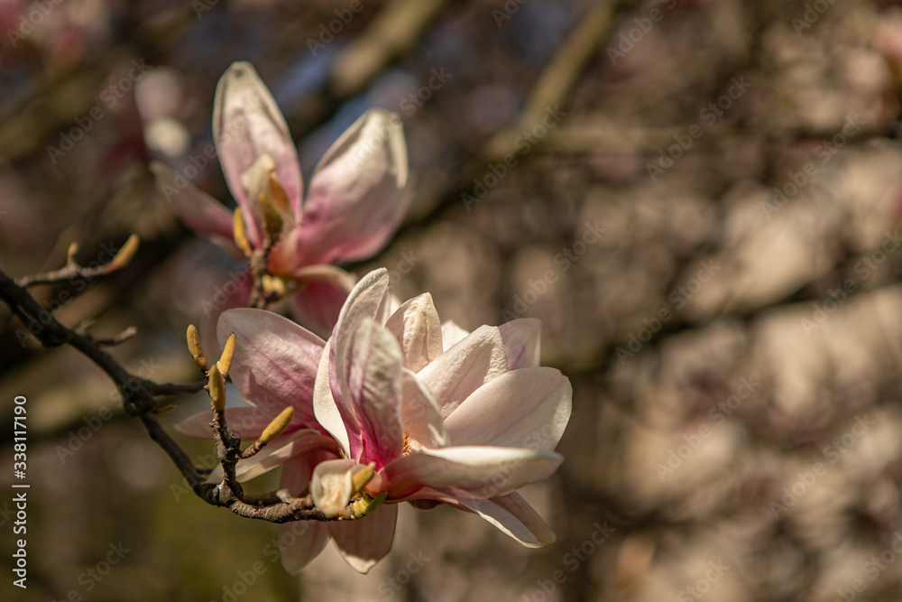 The branches of a pink magnolia blossom on springtime in a park The branches of a pink magnolia blossom on springtime in a park