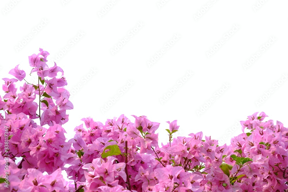 A sweet pink Bougainvillea  flower blossom with green leaves on white isolated background