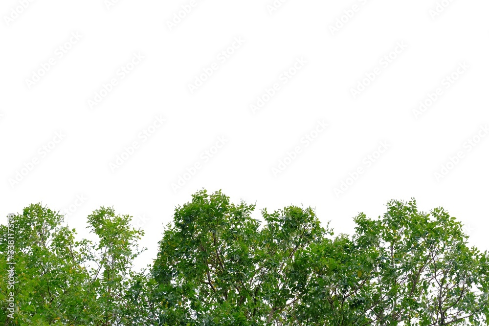 Fototapeta premium Tropical tree with leaves branches on white isolated background for green foliage backdrop and copy space