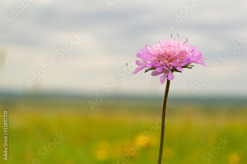 Field with grass  with a pink flower. Summer day. Blurred background.