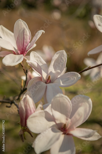 The branches of a pink magnolia blossom on springtime in a park