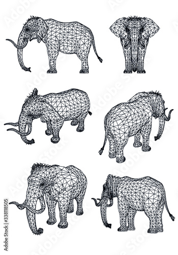 Naumann's Elephant polygonal lines illustration. Abstract vector elephant on the white background photo