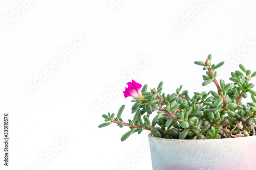 Close up Coral Carpet Sedum album succulent plant isolate on white background.(Stonecrops)