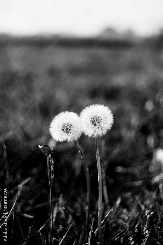 custom made wallpaper toronto digitalPissenlit