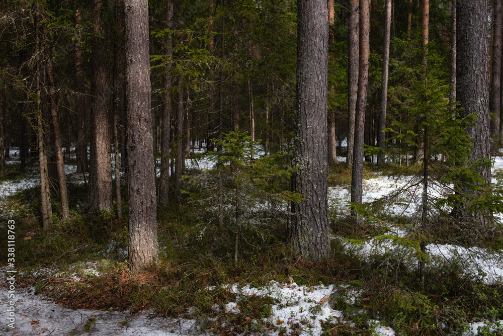 Fototapeta premium Taiga forest on a sunny spring day.