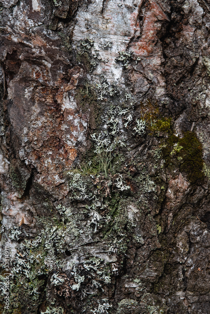 Macrophotography. Moss and lichen. Macrophotography. Moss and lichen.