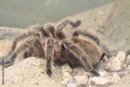 tarantula spider belongs to the family Theraphosidae.