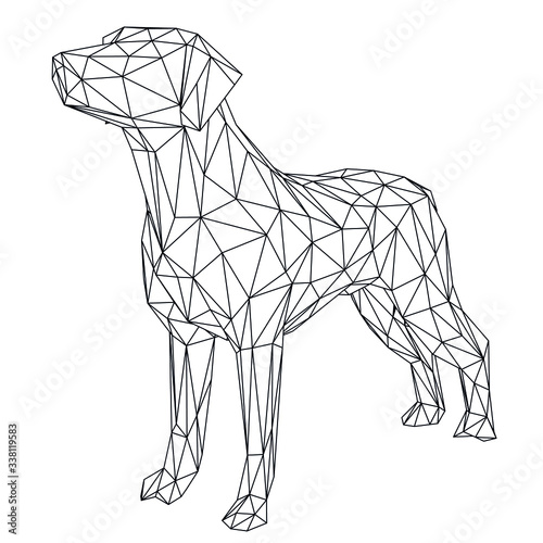 Labrador retriever dog polygonal lines illustration. Abstract vector dog on the white background