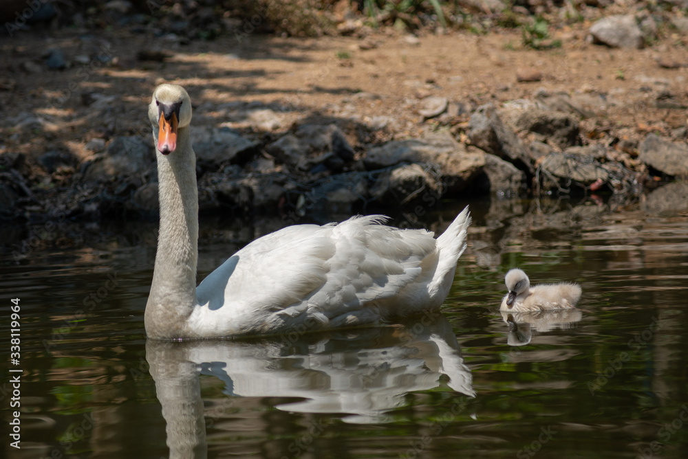 Obraz premium Swan and cygnet