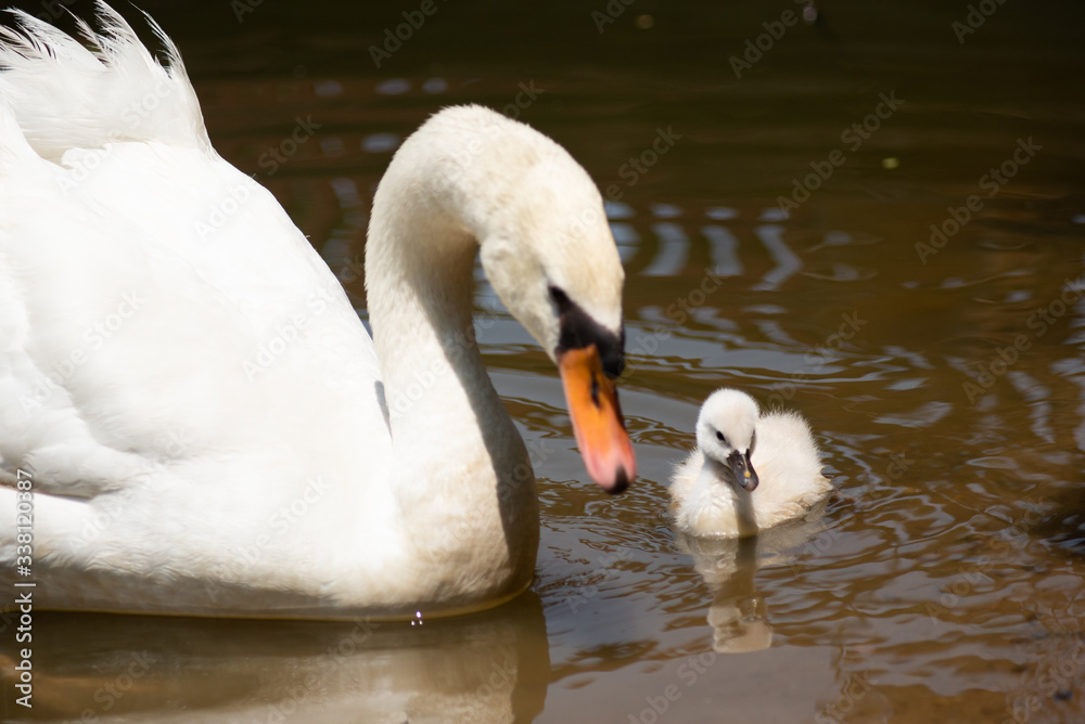 Obraz premium Swan and cygnet