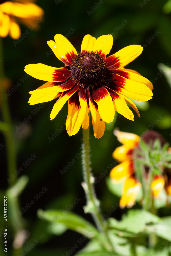 Gaillardia Amber Wheels flower is a large flower with deep-yellow petals that surround a red center. Gaillardia Amber Wheels flower is a large flower with deep-yellow petals that surround a red center.