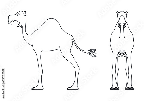 Camel cartoon lines illustration. Abstract vector camel on the white background