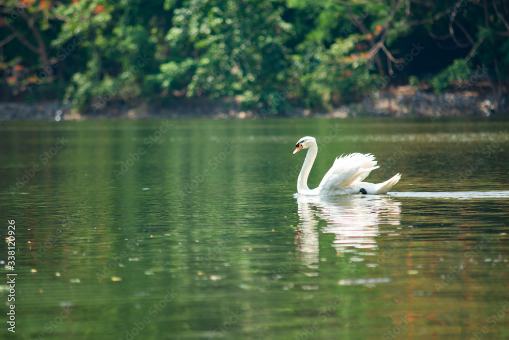 Swan Swan