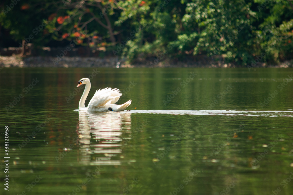 Obraz premium Swan