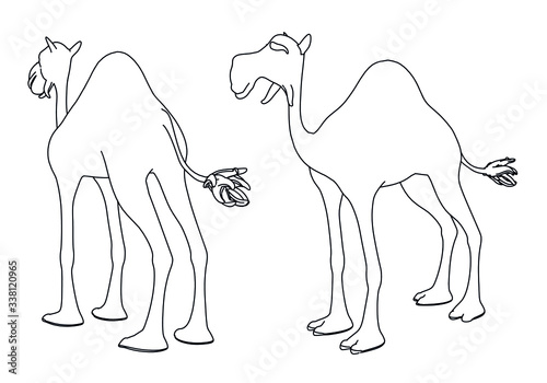 Camel cartoon lines illustration. Abstract vector camel on the white background