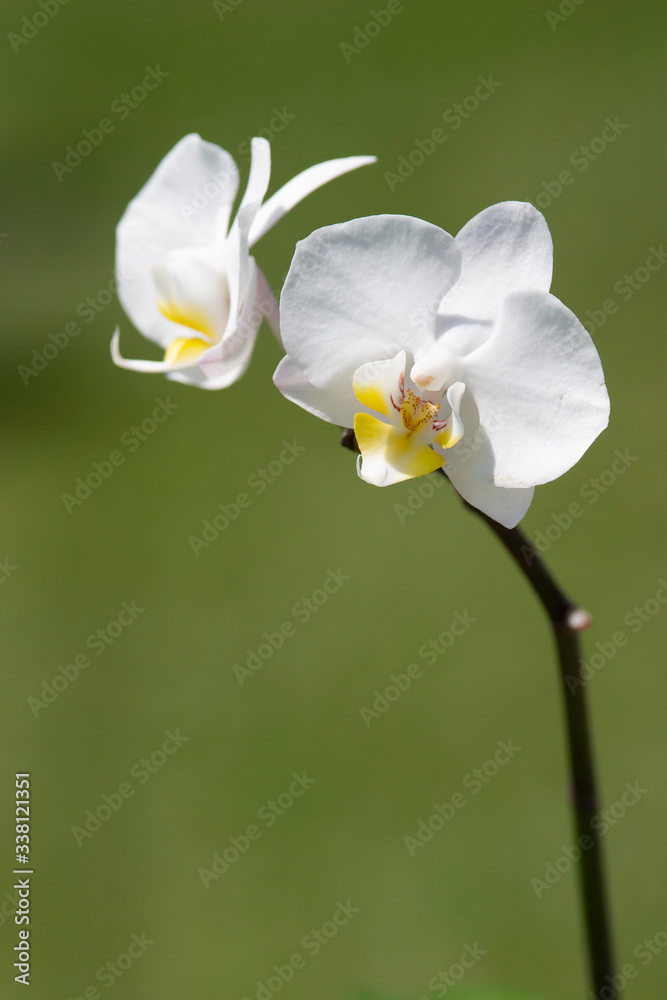 This original photograph of a closeup of these beautiful white orchids have a unique background and is a work of art. This original photograph of a closeup of these beautiful white orchids have a unique background and is a work of art.
