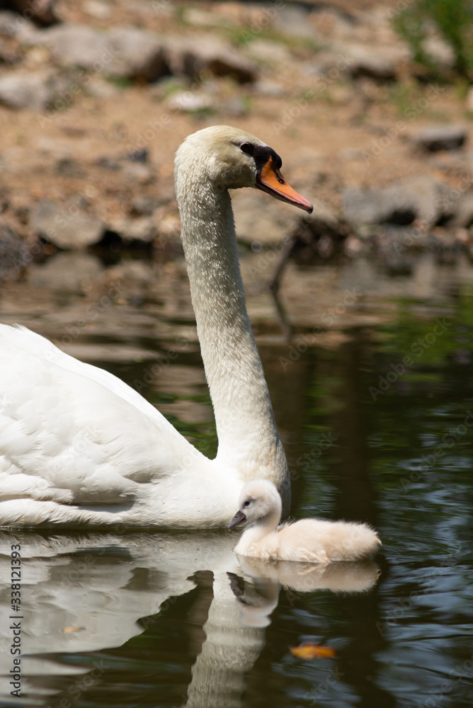 Fototapeta premium Swan and cygnet