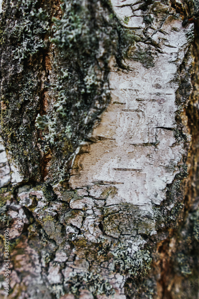 Obraz premium Beautiful wood texture. The natural texture. Organic texture. Natural background 