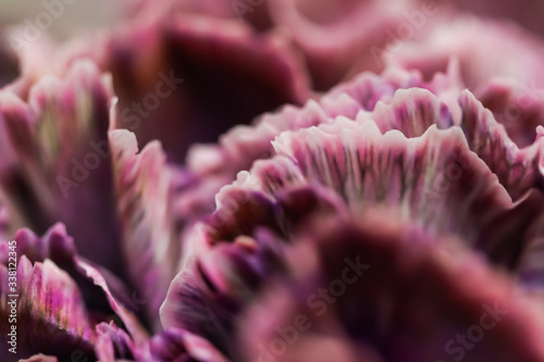 Abstract floral background, purple carnation flower. Macro flowers backdrop for holiday brand design