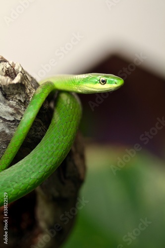 serpente verde sul ramo di un albero