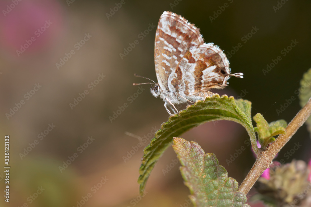 Fototapeta premium geranium butterfly (Cacyreus marshalli). Malaga, Spain