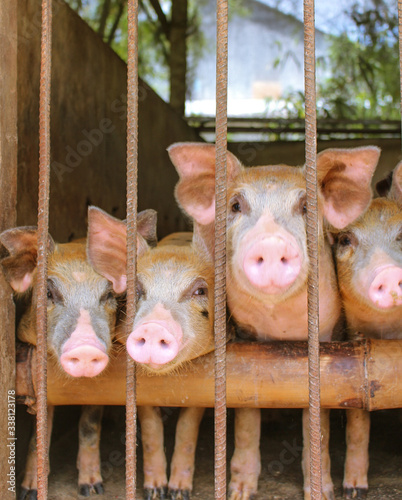 Fotografia Portrait Of Pigs In Cage