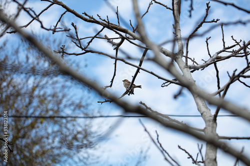 Bird on the tree branch. Sparrow on tree bird.