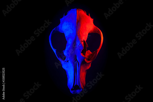 The skull of an animal on a black background with red and blue light. Art photo with a goat head..