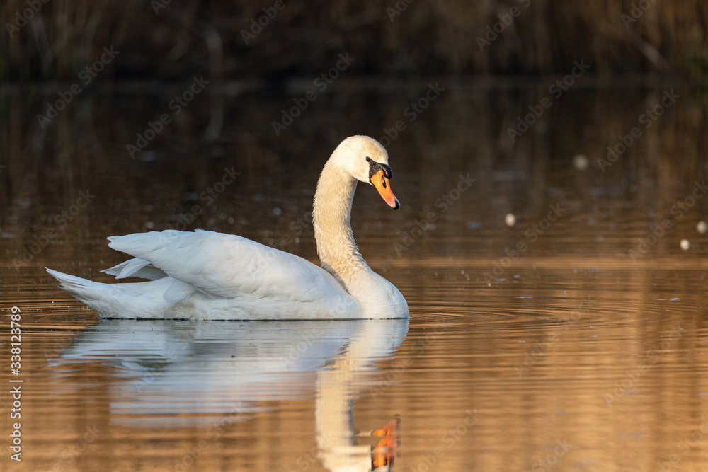 Fototapeta premium in wild nature in Europe