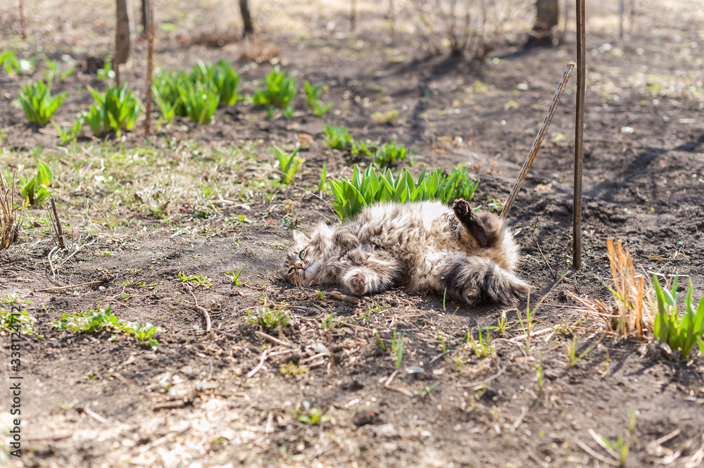 Obraz premium striped fluffy cat lying on the ground,the cat painting tabby basking in the sun,fluffy cat spring lies on land,a fluffy beautiful cat is lying in the garden